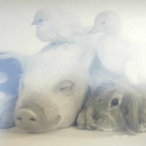 Werkbundel dieren